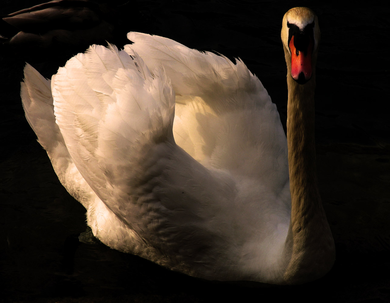 Photographie par Ritu26 pour DesignCrowd (Community Contests) | Design #9034811