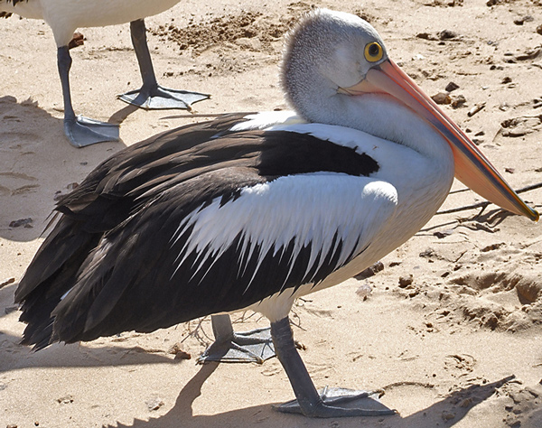 Fotografía por EyEars para DesignCrowd (Community Contests) | Diseño #9034752