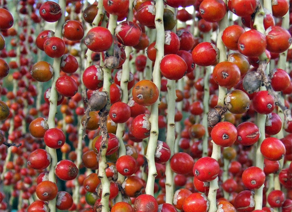 Photography by EyEars for DesignCrowd (Community Contests) | Design #9038761