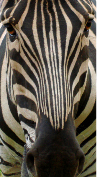 Fotografie von VikiBond für DesignCrowd (Community Contests) | Design #9038781