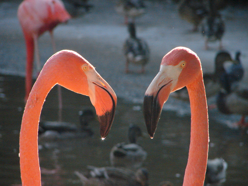 Photography by arturojm for DesignCrowd (Community Contests) | Design #9034825