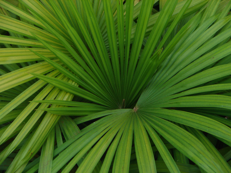 Photography by arturojm for DesignCrowd (Community Contests) | Design #9038784