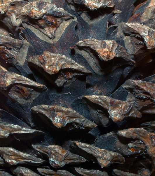 Photographie par burns529 pour DesignCrowd (Community Contests) | Design #9038775