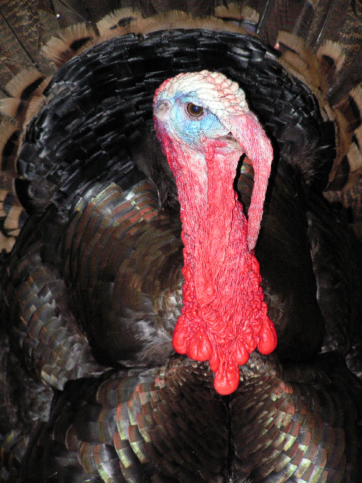 Fotografie von bobblainey für DesignCrowd (Community Contests) | Design #9034689