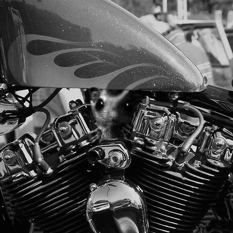 Photoshop Design by Alimoha for DesignCrowd (Community Contests) | Design #9042694