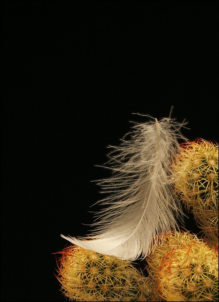 Photography by wiebeiw for DesignCrowd (Community Contests) | Design #9028531