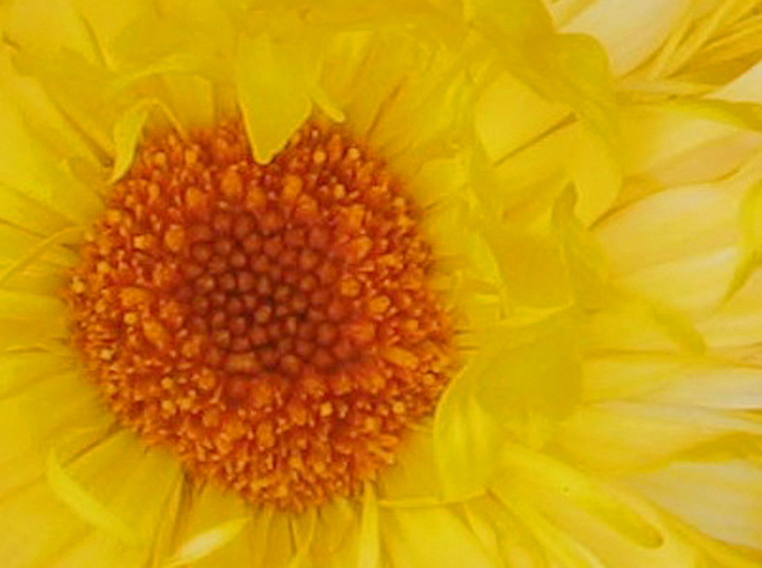 Fotografie von sheiser für DesignCrowd (Community Contests) | Design #9038796