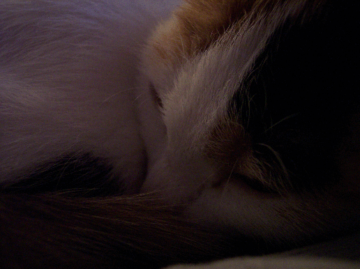 Photography by jfailes for DesignCrowd (Community Contests) | Design #9038816