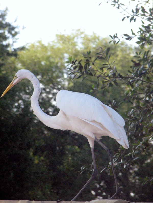 Photography by Delphiandreams for DesignCrowd (Community Contests) | Design #9034743