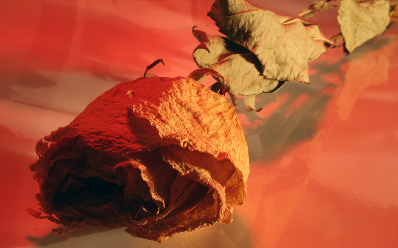 Fotografía por watermarkhouse para DesignCrowd (Community Contests) | Diseño #9028559