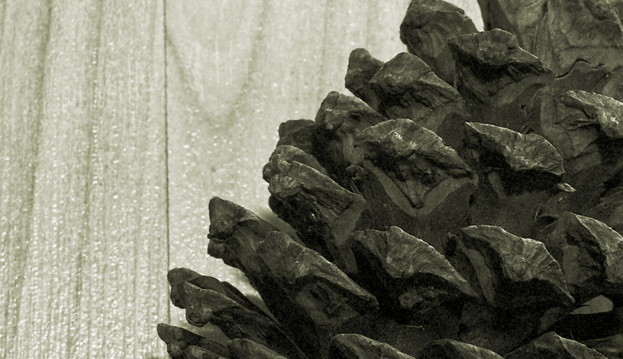 Photography by burns529 for DesignCrowd (Community Contests) | Design #9028569