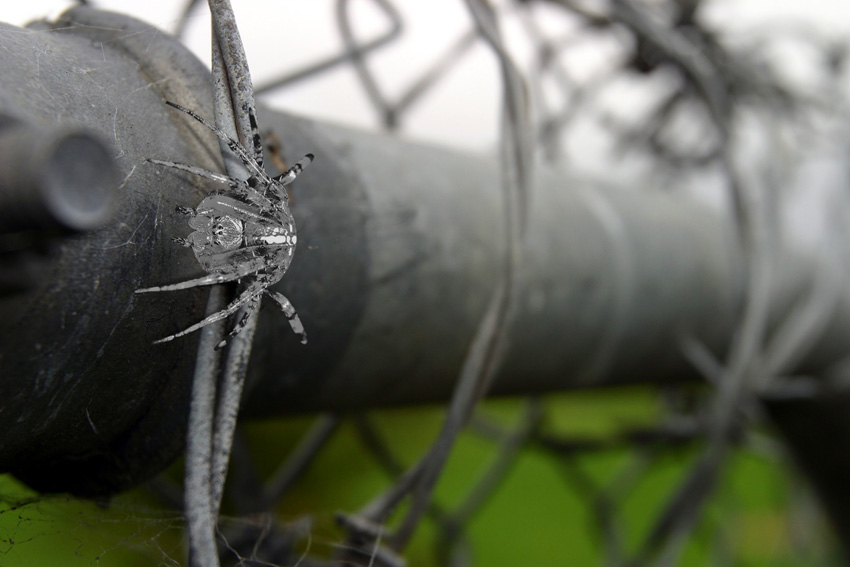 Diseño de Photoshop por GTAPEX para DesignCrowd (Community Contests) | Diseño #9042732