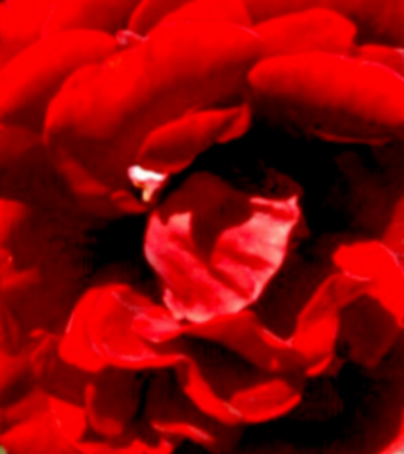 Photography by ArowanaSaint for DesignCrowd (Community Contests) | Design #9038799