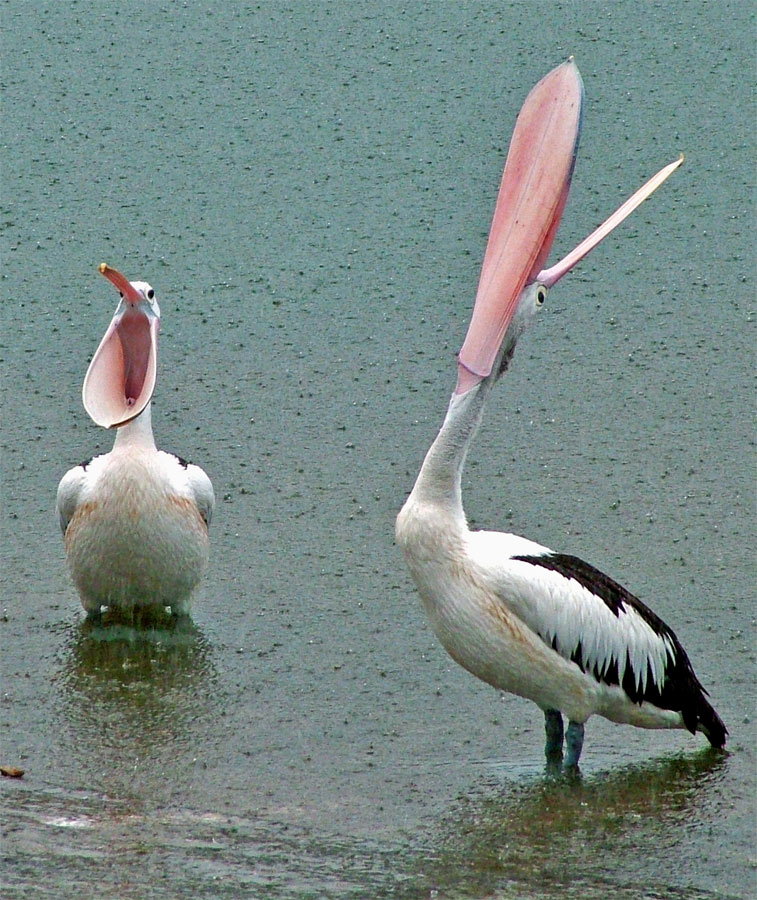 Photography by ozplasmic for DesignCrowd (Community Contests) | Design #9034730