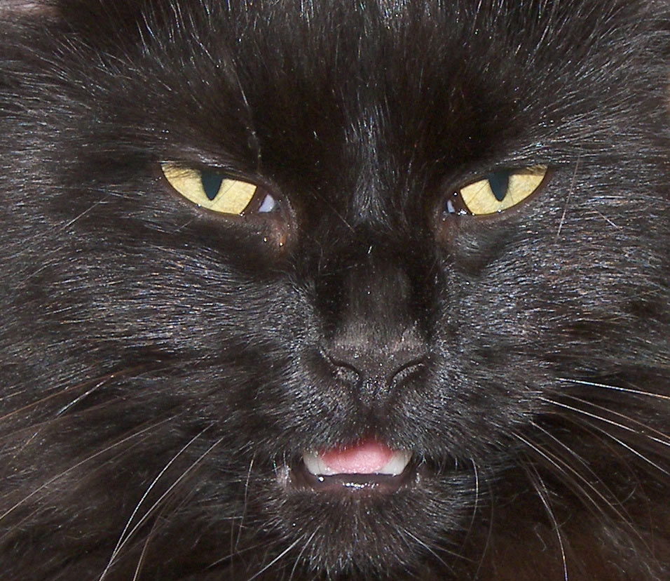 Photography by lais98 for DesignCrowd (Community Contests) | Design #9038883