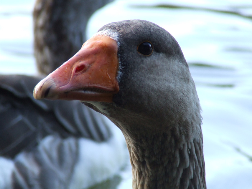 Photography by Ruberduck for DesignCrowd (Community Contests) | Design #9034768