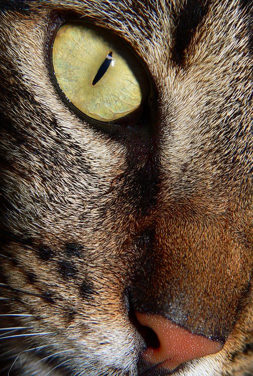 Fotografía por resouzaesouza para DesignCrowd (Community Contests) | Diseño #9038837