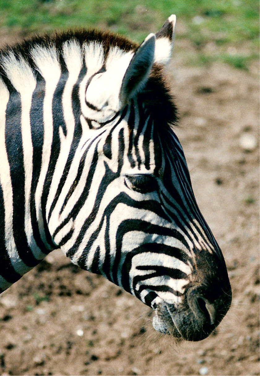 Photography by ada1621 for DesignCrowd (Community Contests) | Design #9039211