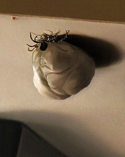 Photoshop Design by Ziaphra for DesignCrowd (Community Contests) | Design #9042720