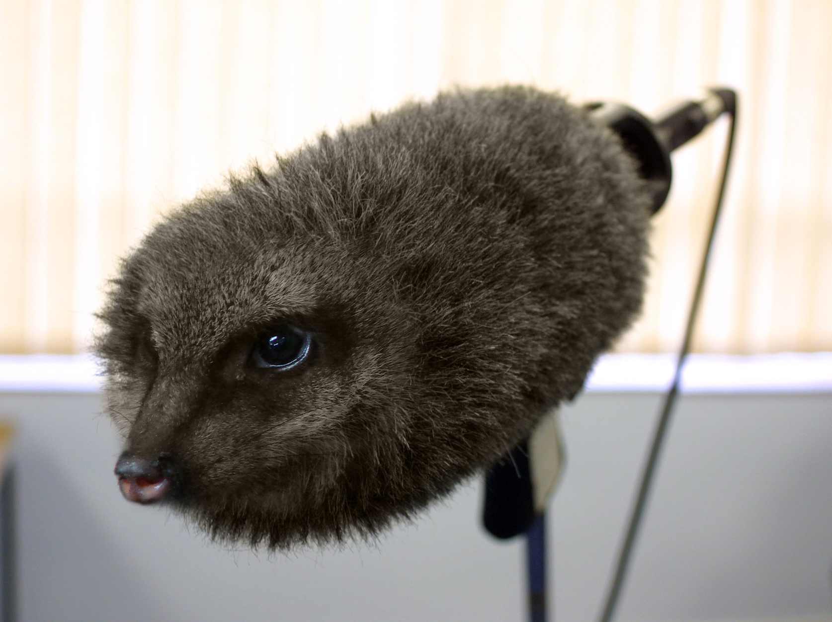 Photoshop Design by philking for DesignCrowd (Community Contests) | Design #9042918