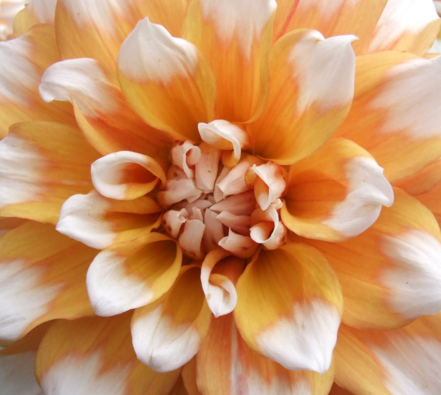 Photography by ostrichsmuggler for DesignCrowd (Community Contests) | Design #9038855