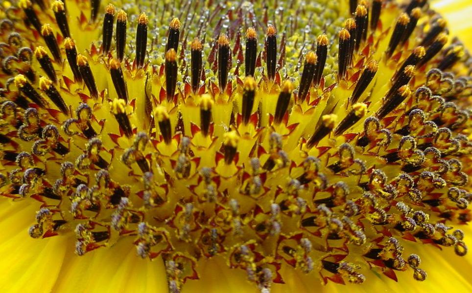 Photography by tweetybirdfan222 for DesignCrowd (Community Contests) | Design #9038823