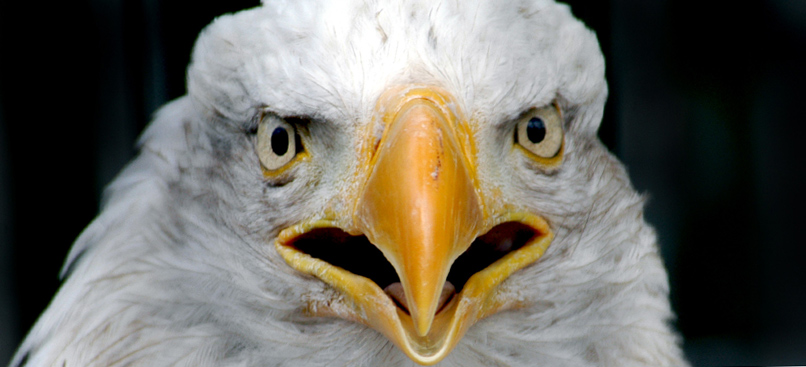 Photography by MisterSir for DesignCrowd (Community Contests) | Design #9034782