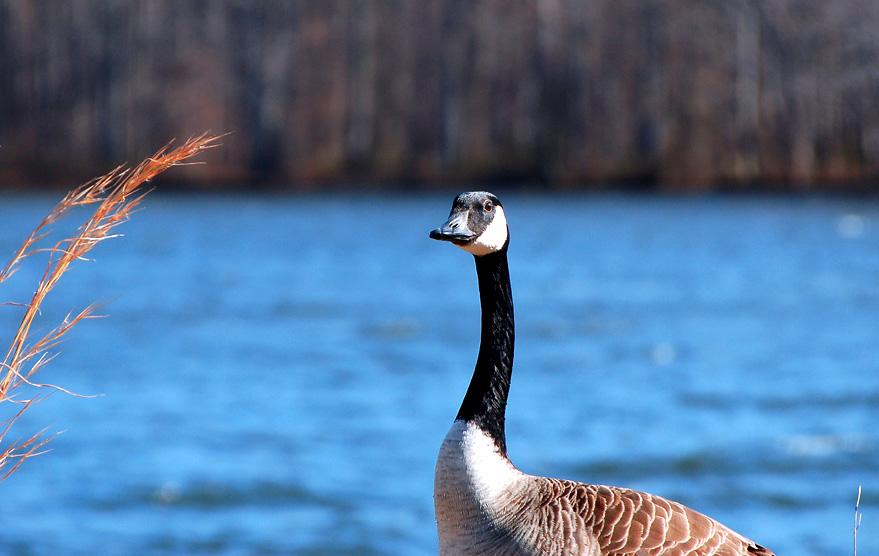 Photography by m3mane30 for DesignCrowd (Community Contests) | Design #9034760