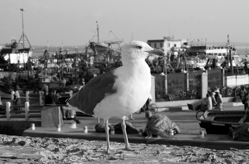 Fotografía por FrangosA para DesignCrowd (Community Contests) | Diseño #9034797