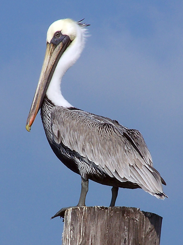 Photography by Fishcat for DesignCrowd (Community Contests) | Design #9034739