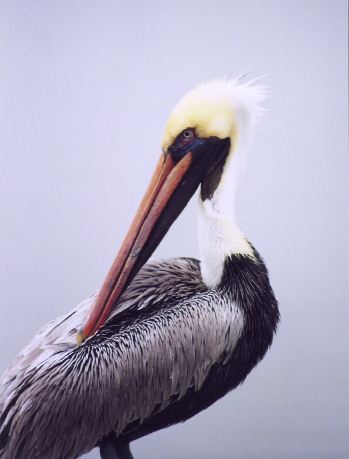 Fotografie von georgethedog für DesignCrowd (Community Contests) | Design #9034919