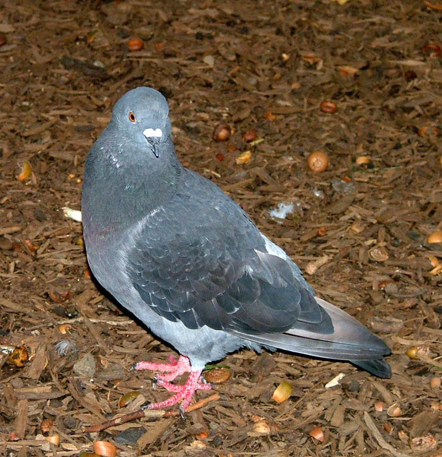 Photography by Lacenflanl for DesignCrowd (Community Contests) | Design #9034997