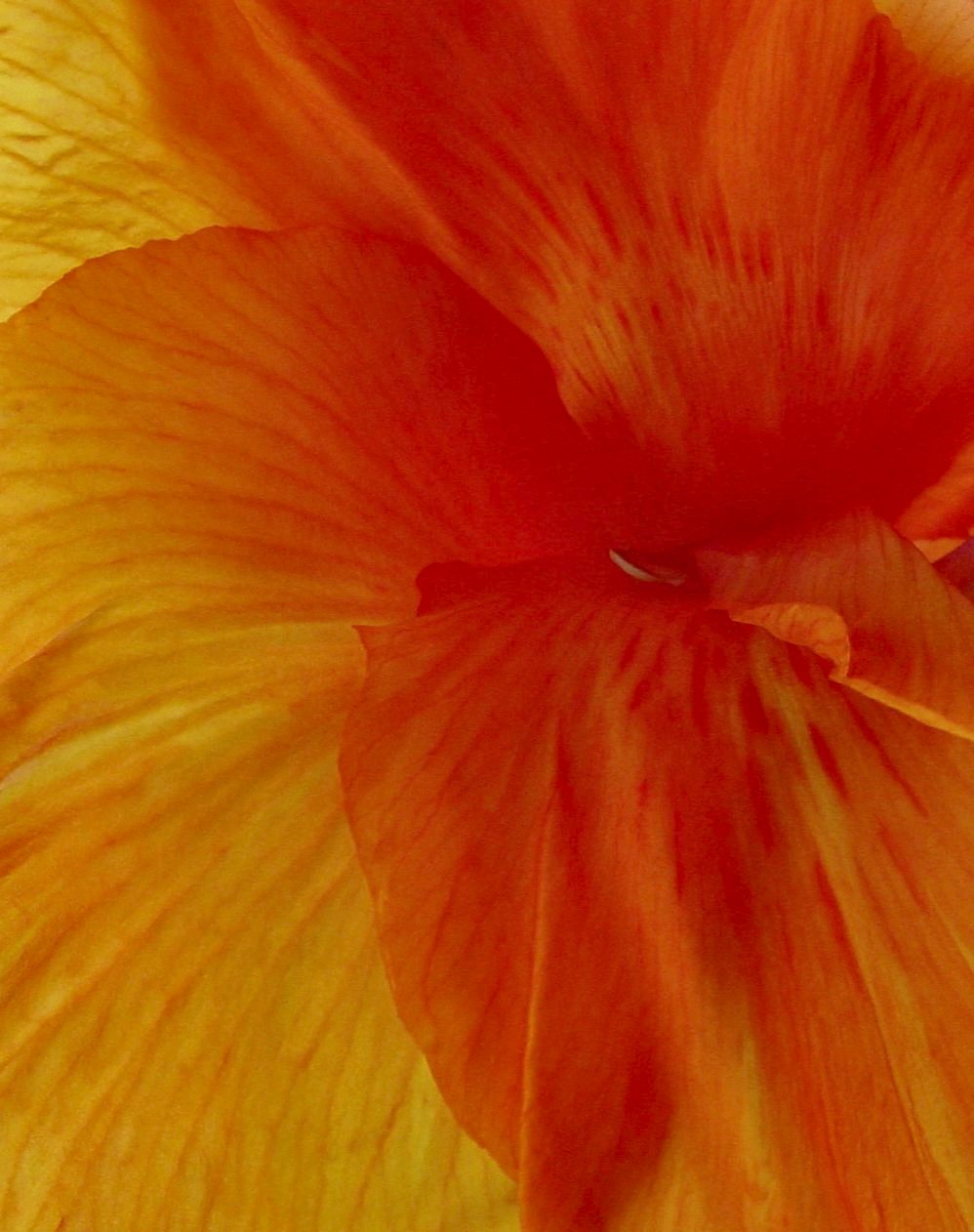 Photography by Keyivory for DesignCrowd (Community Contests) | Design #9039033