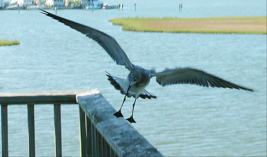 Photographie par tonedeft pour DesignCrowd (Community Contests) | Design #9034928