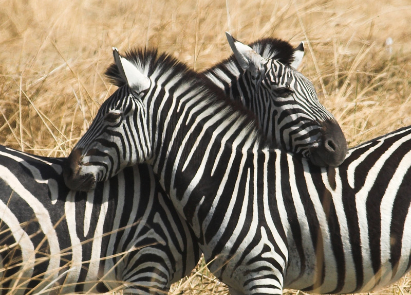 Photography by steveNewby for DesignCrowd (Community Contests) | Design #9039265