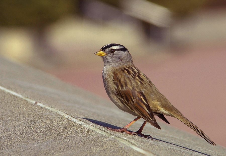 Photography by paparouna for DesignCrowd (Community Contests) | Design #9028254