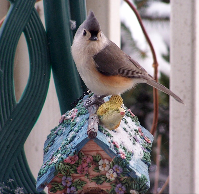 Photography by wildnature for DesignCrowd (Community Contests) | Design #9034971