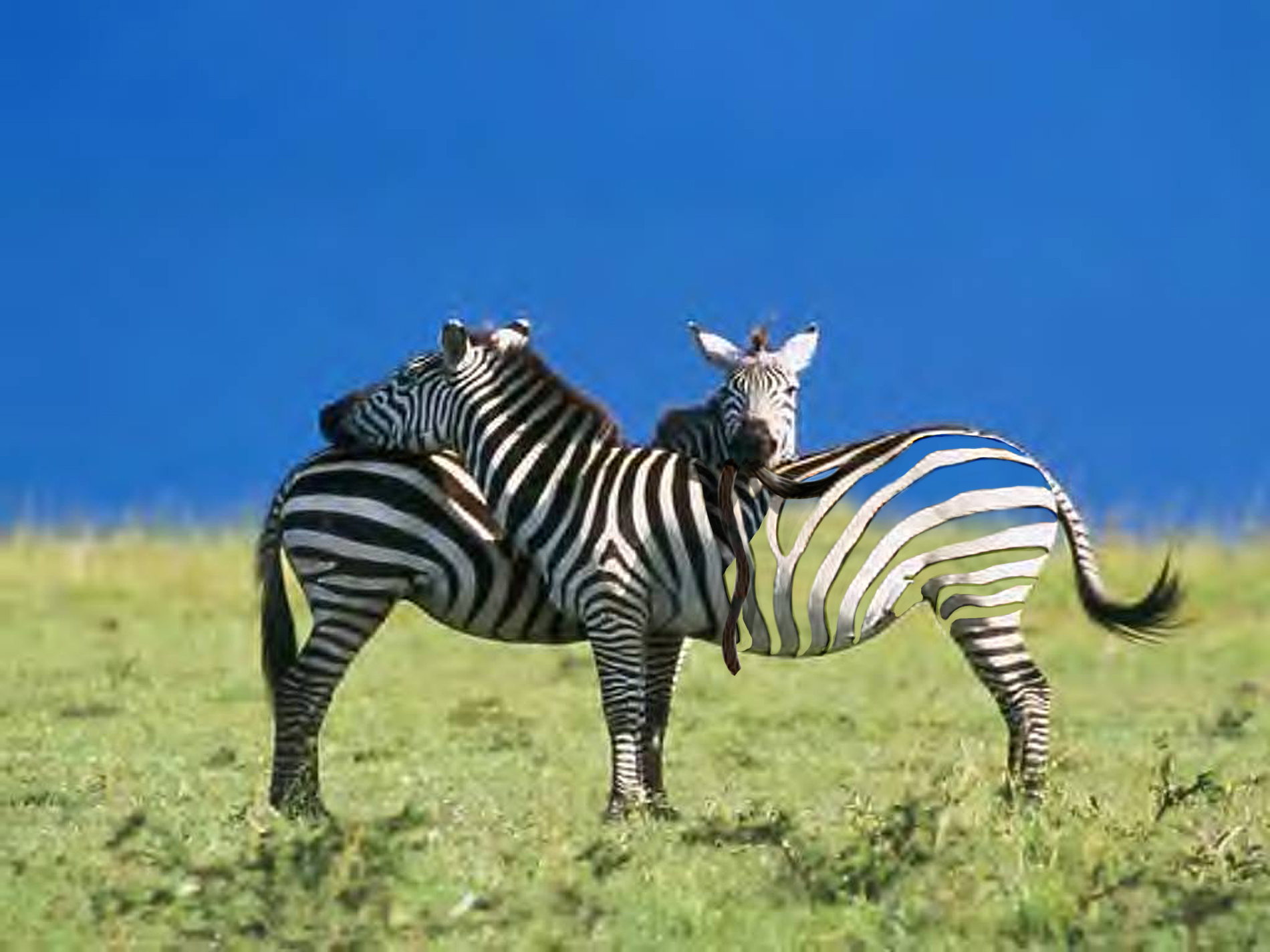 Photoshop Design by brypro63 for DesignCrowd (Community Contests) | Design #9042641