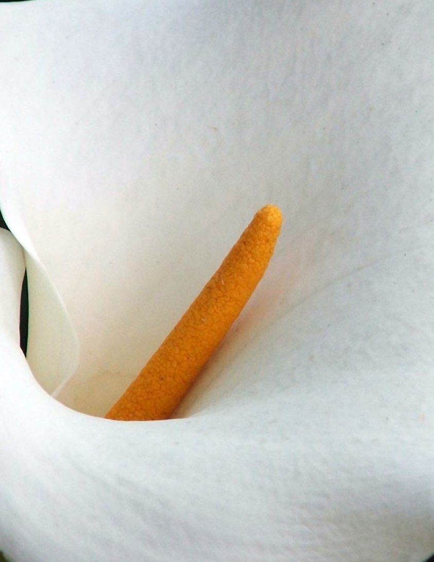 Photography by gr00vychick for DesignCrowd (Community Contests) | Design #9039103