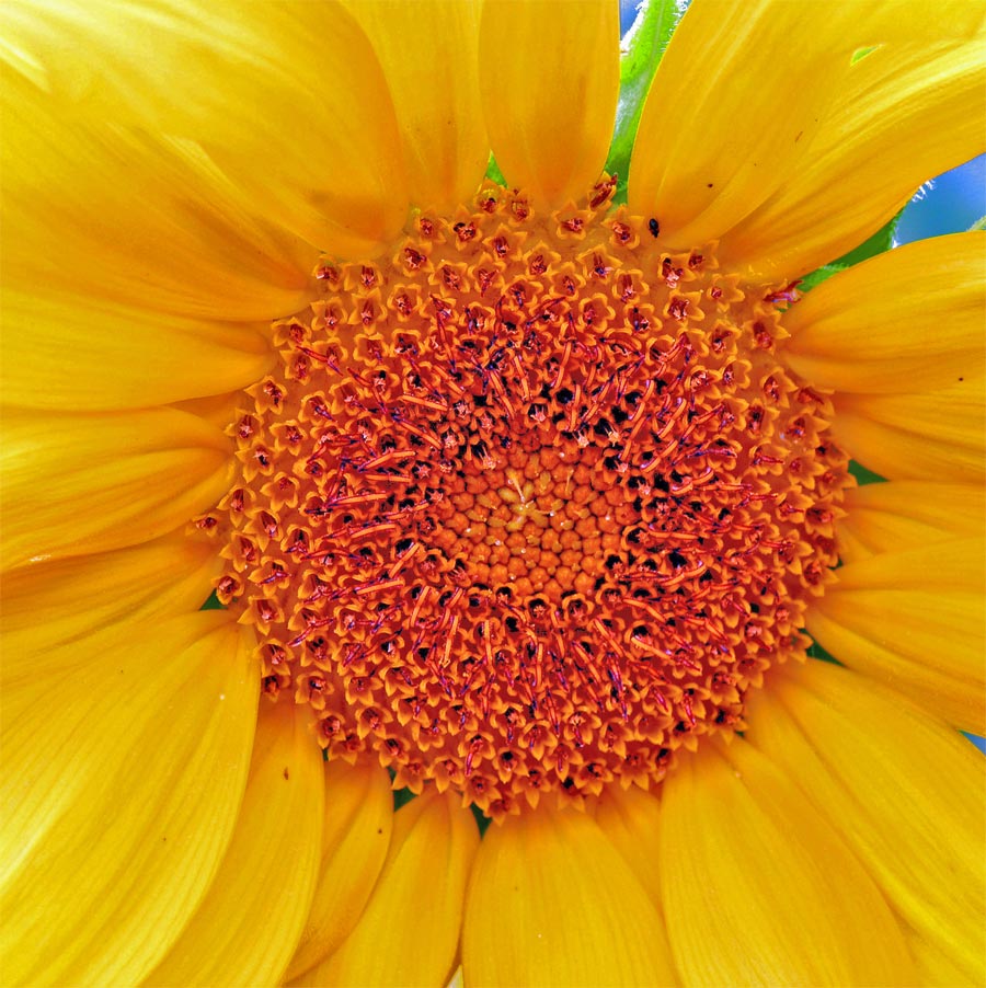 Photography by miarose59 for DesignCrowd (Community Contests) | Design #9039162