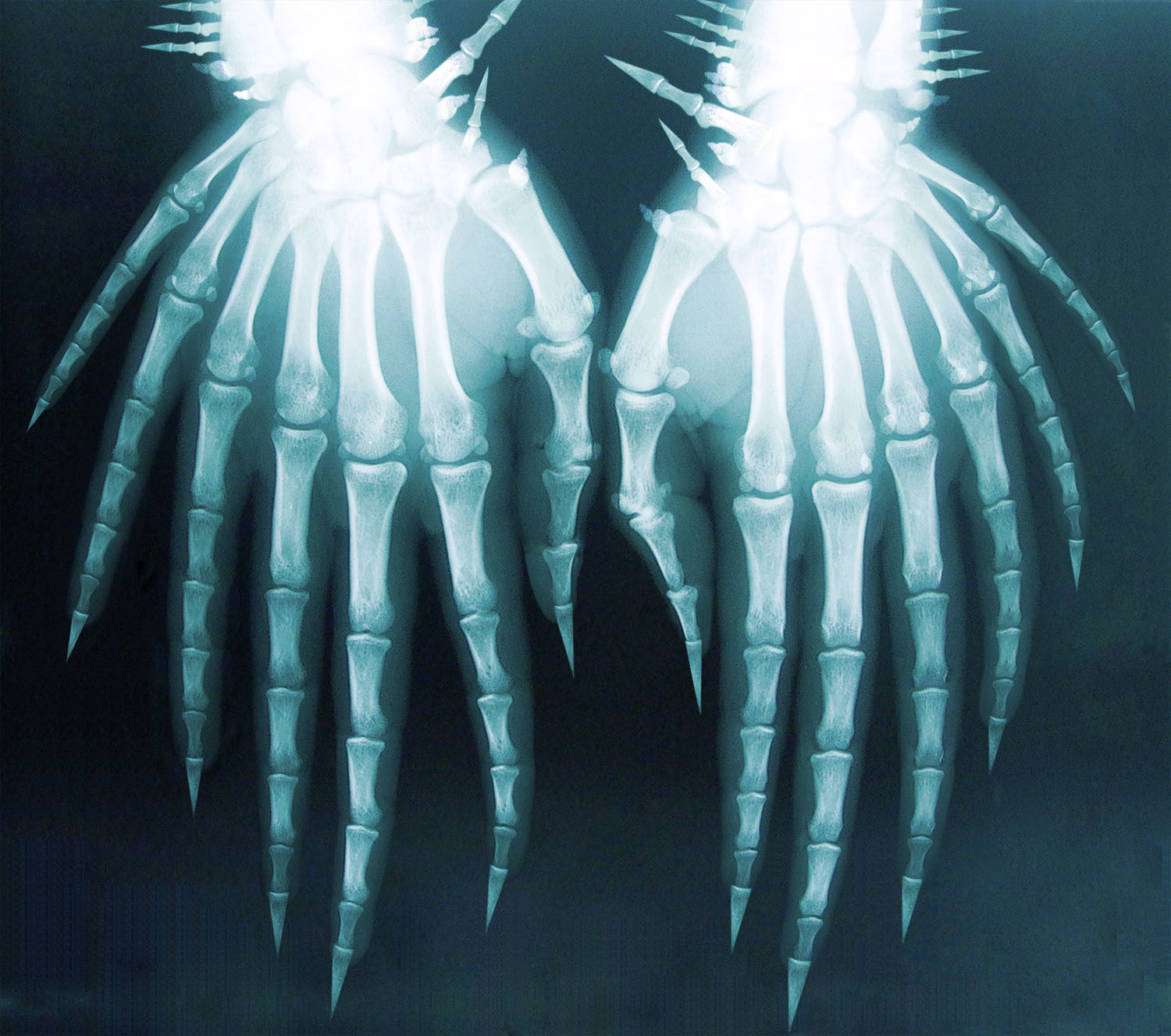 Design Photoshop par davidberettaowens pour DesignCrowd (Community Contests) | Design #9037558