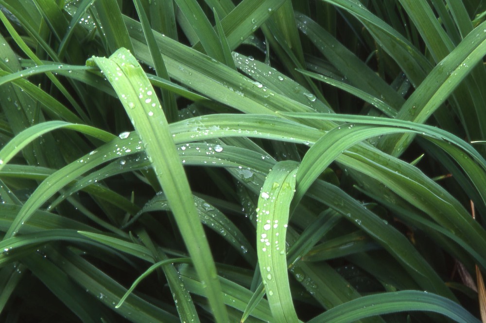 Photography by dragonwolf125 for DesignCrowd (Community Contests) | Design #9039223