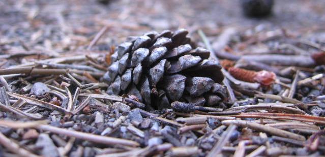 Photography by MissMea for DesignCrowd (Community Contests) | Design #9039193