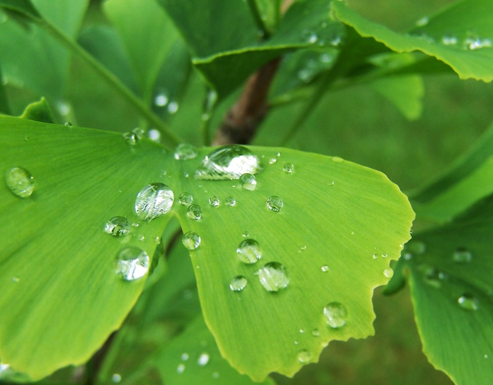 Photography by wildnature for DesignCrowd (Community Contests) | Design #9039180