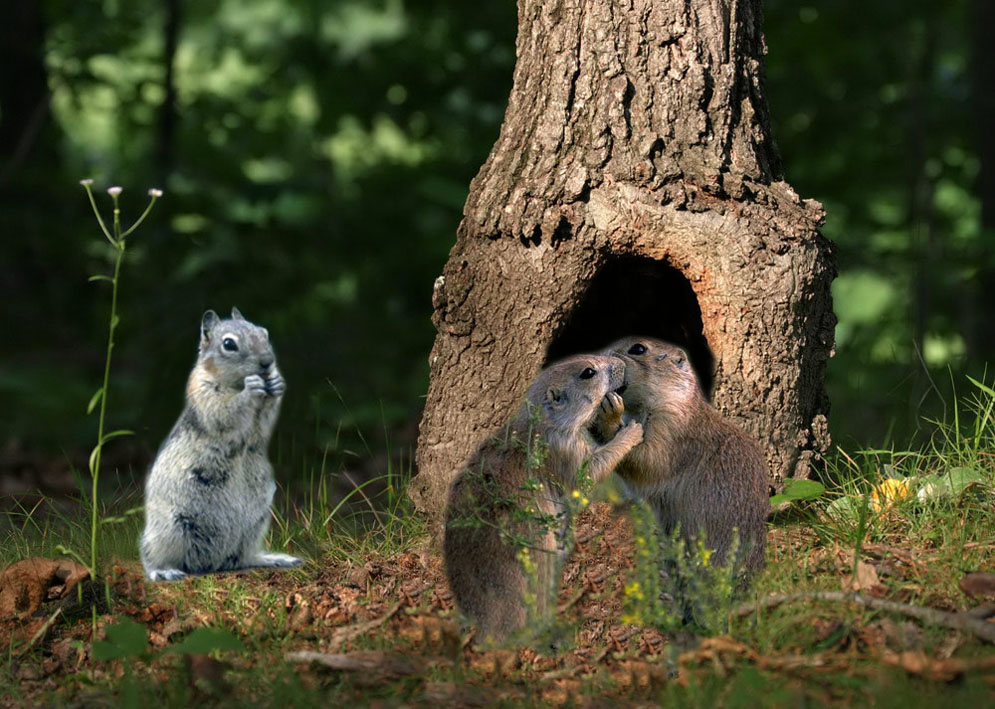 Photoshop Design by prettyagr for DesignCrowd (Community Contests) | Design #9035312