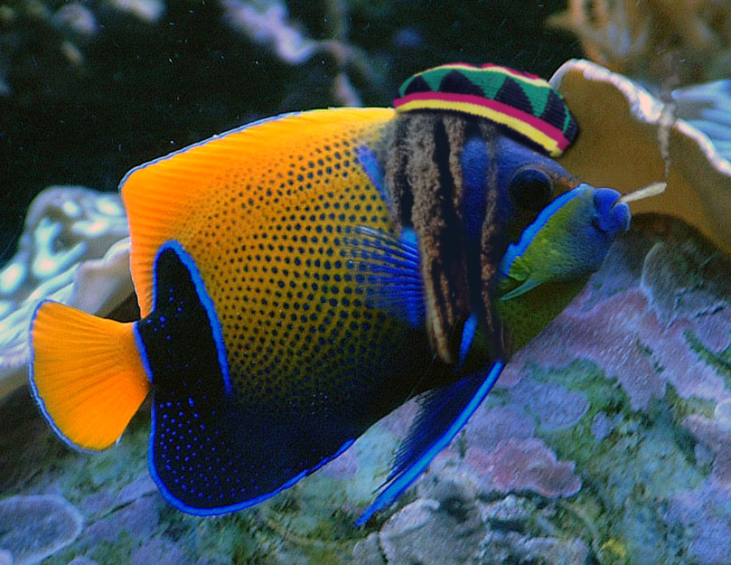 Photoshop-Design von petegadget für DesignCrowd (Community Contests) | Design #9027937