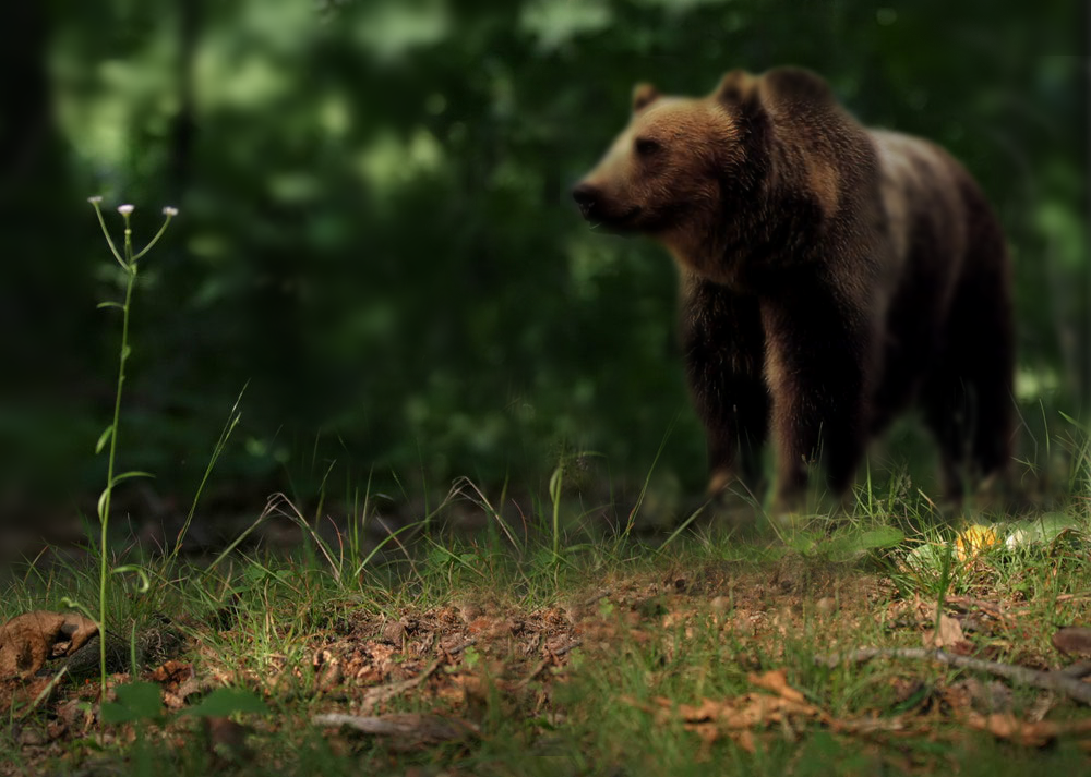 Photoshop Design by b3rtsix for DesignCrowd (Community Contests) | Design #9035394