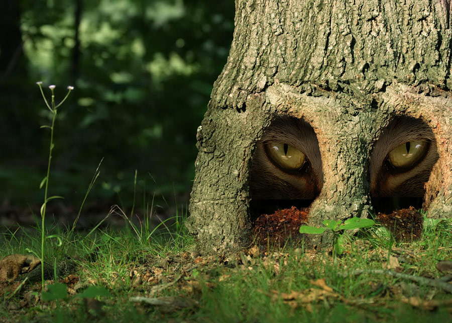 Photoshop Design by HollowIchigo for DesignCrowd (Community Contests) | Design #9035382