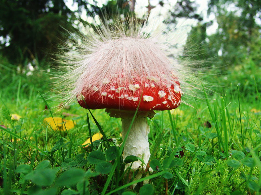 Photoshop Design by GoldenWreckedAngle for DesignCrowd (Community Contests) | Design #9027984