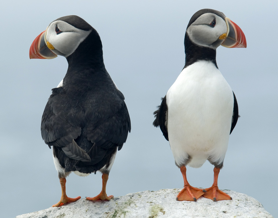 Photography by Joanne25 for DesignCrowd (Community Contests) | Design #9039526